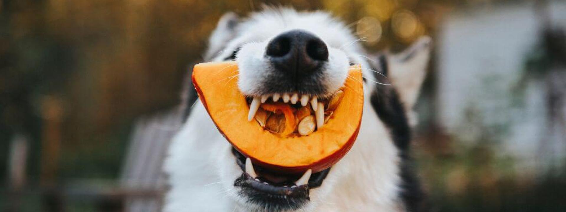 Can Dogs Eat Pumpkin? What to Know About Adding Pumpkin to Your Dog’s Diet Husky dog eating pumpkin
