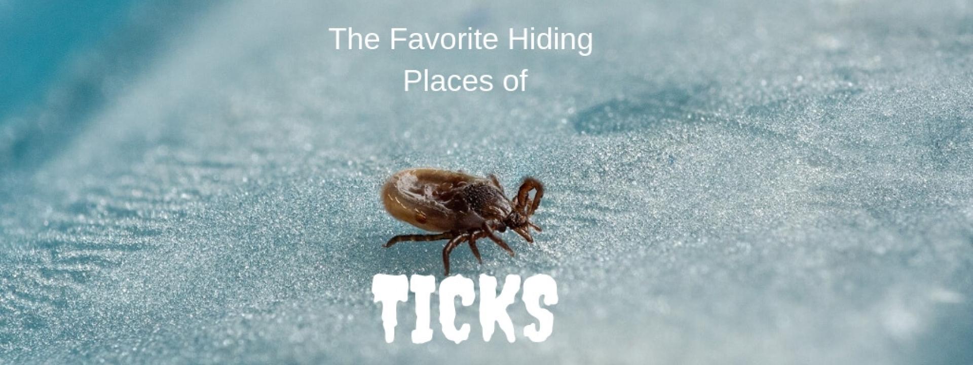 tick-hiding-blog-header.jpg