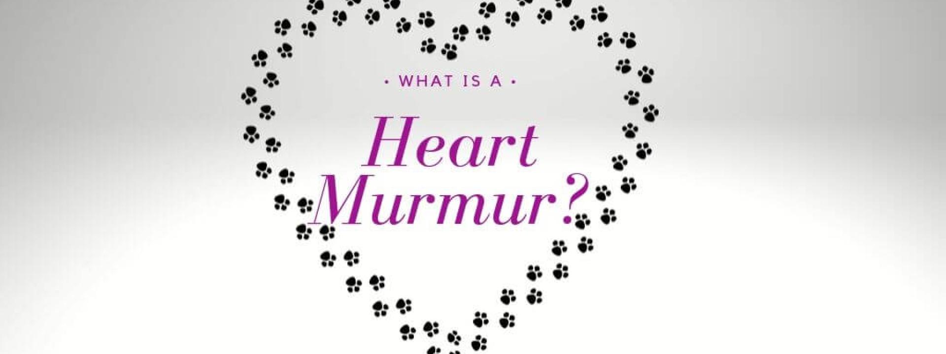 what-is-a-heart-murmur-blog-header.jpg