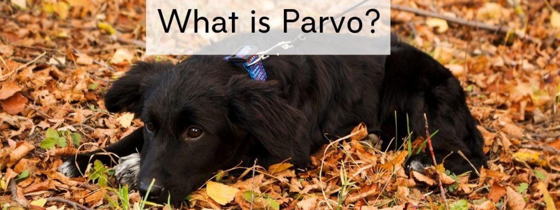 what-is-parvo-blog-header.jpg